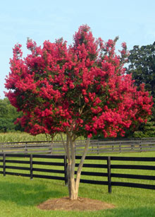 TontoCrapeMyrtle 01