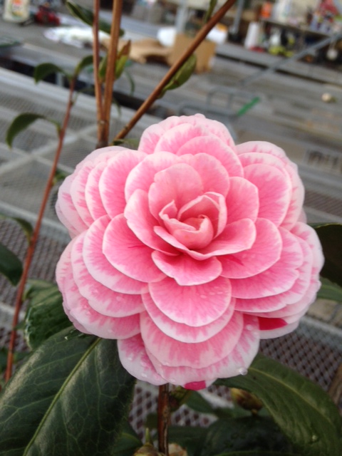 The Camellias are in bloom!