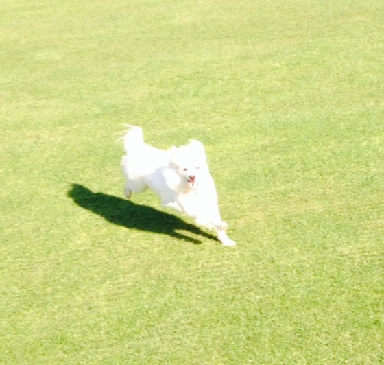 RUN DONT WALK TO ROSE HILL NURSERIES!